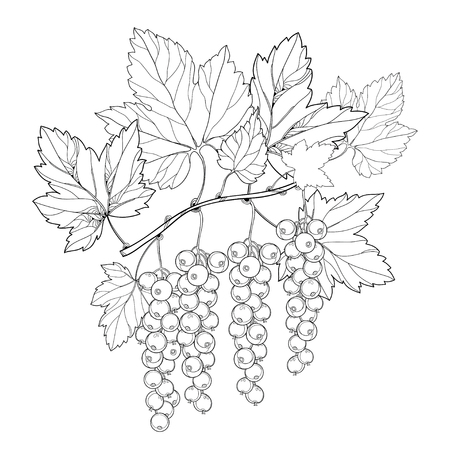 Online coloring book: Coloring page ripening red currant
